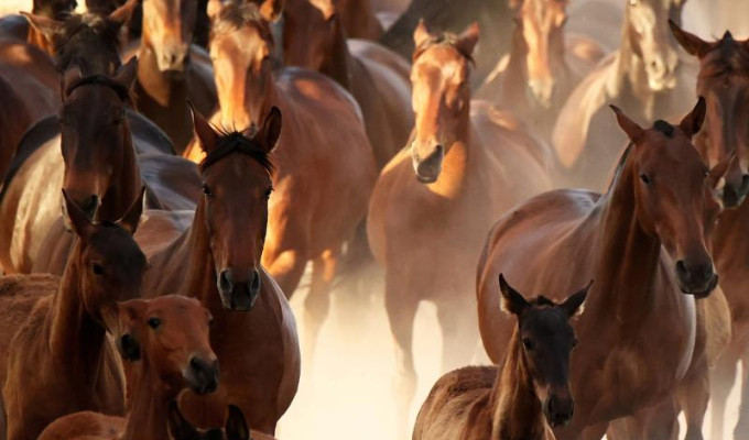 The PRE Stud Book Shows Sustained Breed Growth in 2024