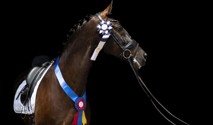 USPRE Dressage Stars