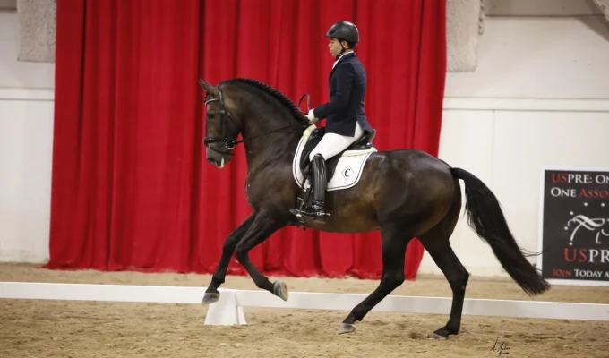 The Dressage Foundation Announces a New Grant for P.R.E./Pure Spanish Horses