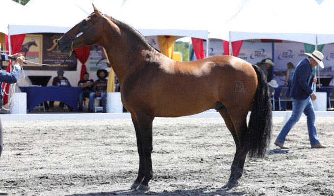 USPRE Announces the 2026 Born in America Awards Winners at the Washington DC Horse Expo