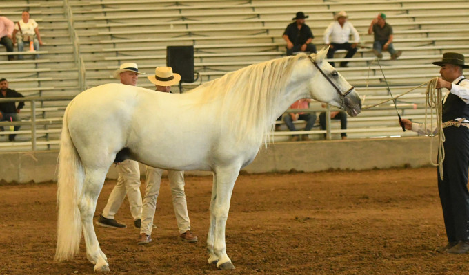USPRE Announces the 2026 Born in America Awards Winners at FERIA DEL CABALLO ESPAÑOL