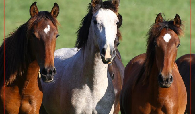 Live Webinar Series: Tariffs & Horse Imports